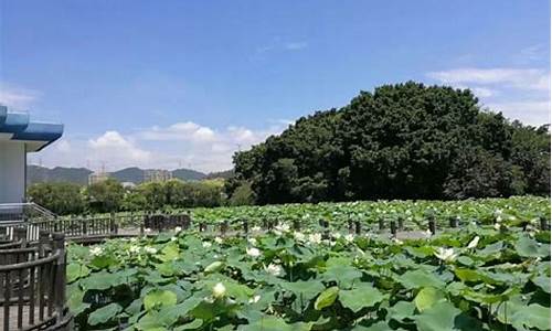 洪湖公园有什么好玩_洪湖公园有什么好玩的