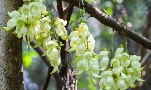 平峦山公园禾雀花开花了吗