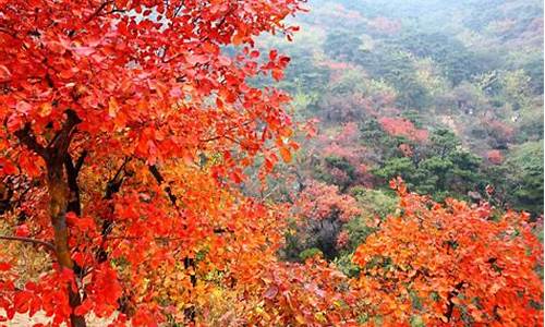 北京香山公园枫叶什么时候红_北京香山公园