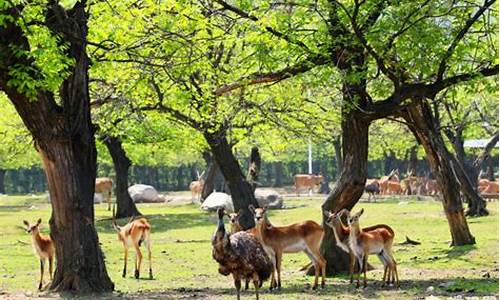 临潼到秦岭野生动物园路线_临潼到秦岭野生动物园路线图